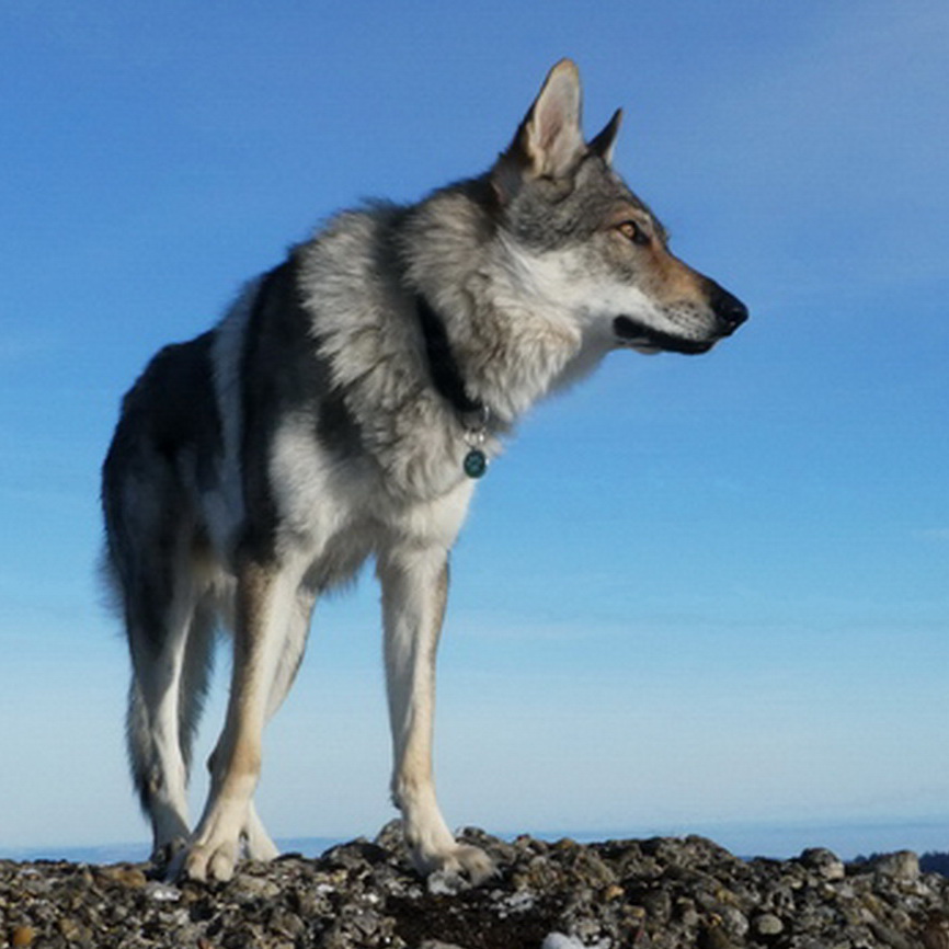 WolfsNatur | Artgerechte Hundebetreuung