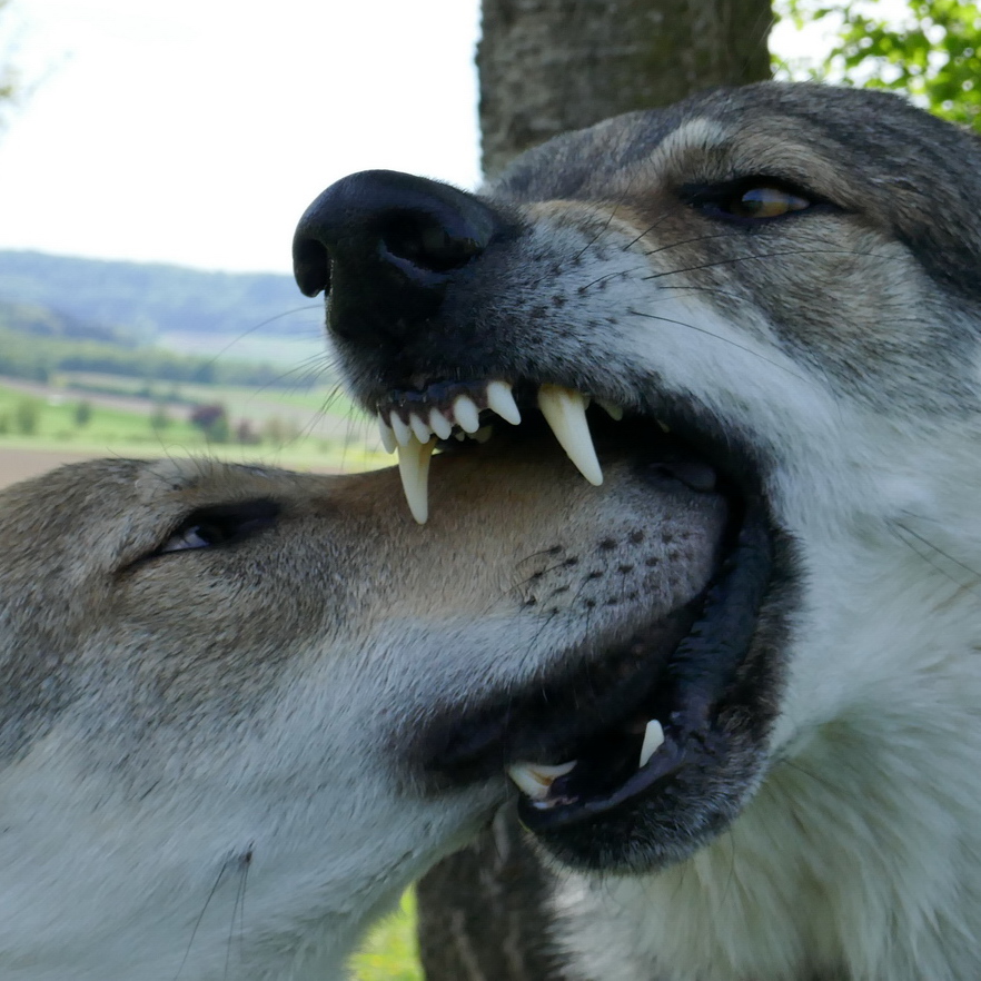 WolfsNatur | Artgerechte Hundebetreuung