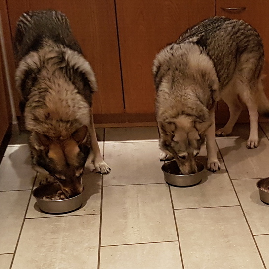 WolfsNatur | Artgerechte Hundebetreuung