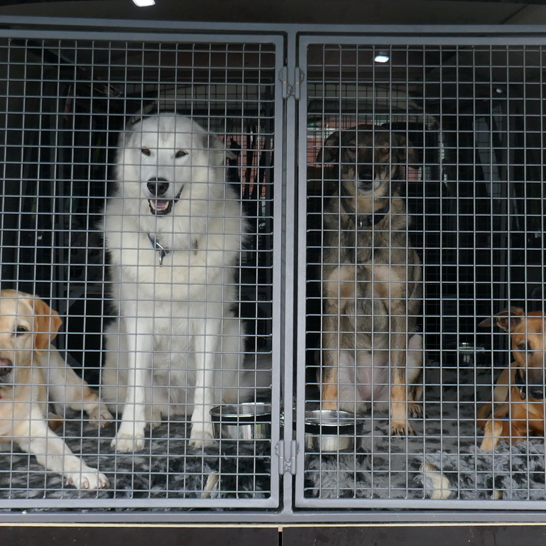 WolfsNatur | Artgerechte Hundebetreuung