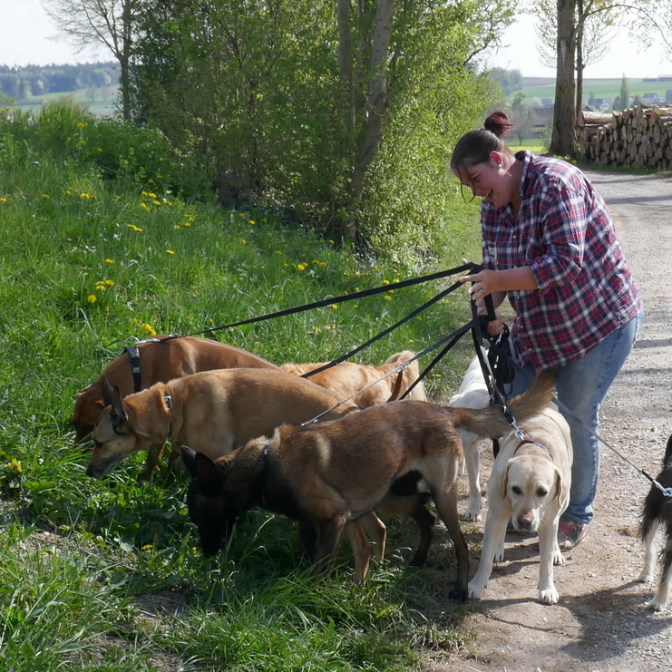 WolfsNatur | Artgerechte Hundebetreuung